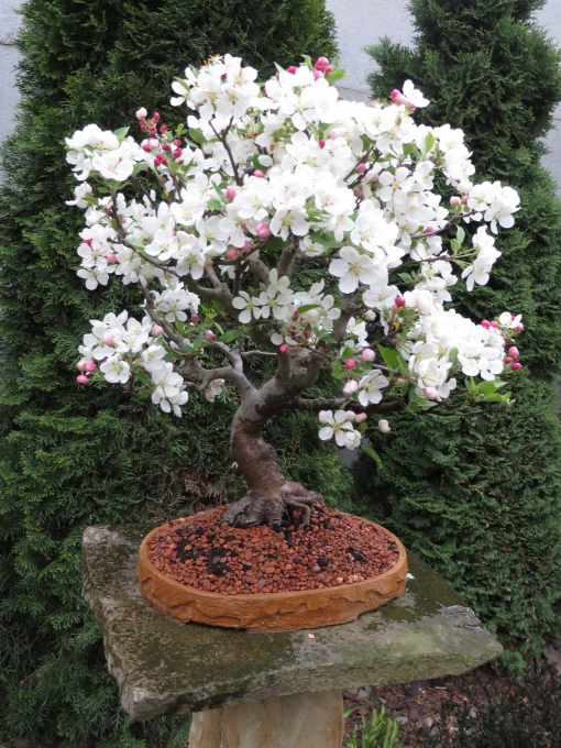 Bonsaje malus